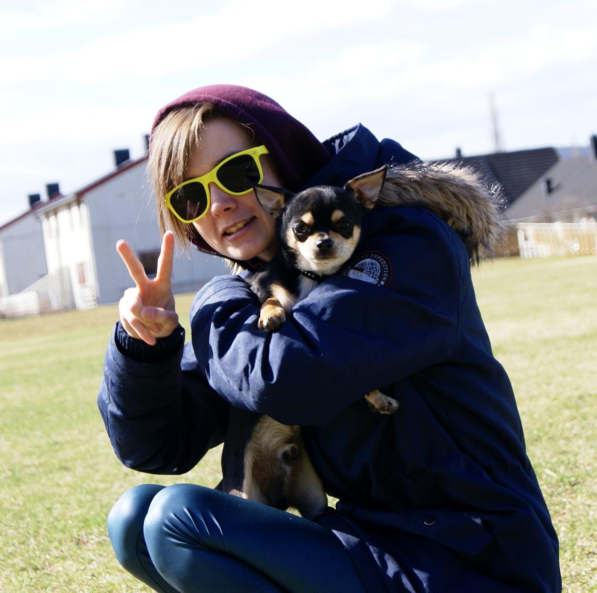 Chihuahua Yankee Pride's Bon Jovi (Per) *Stjålet* billede 12