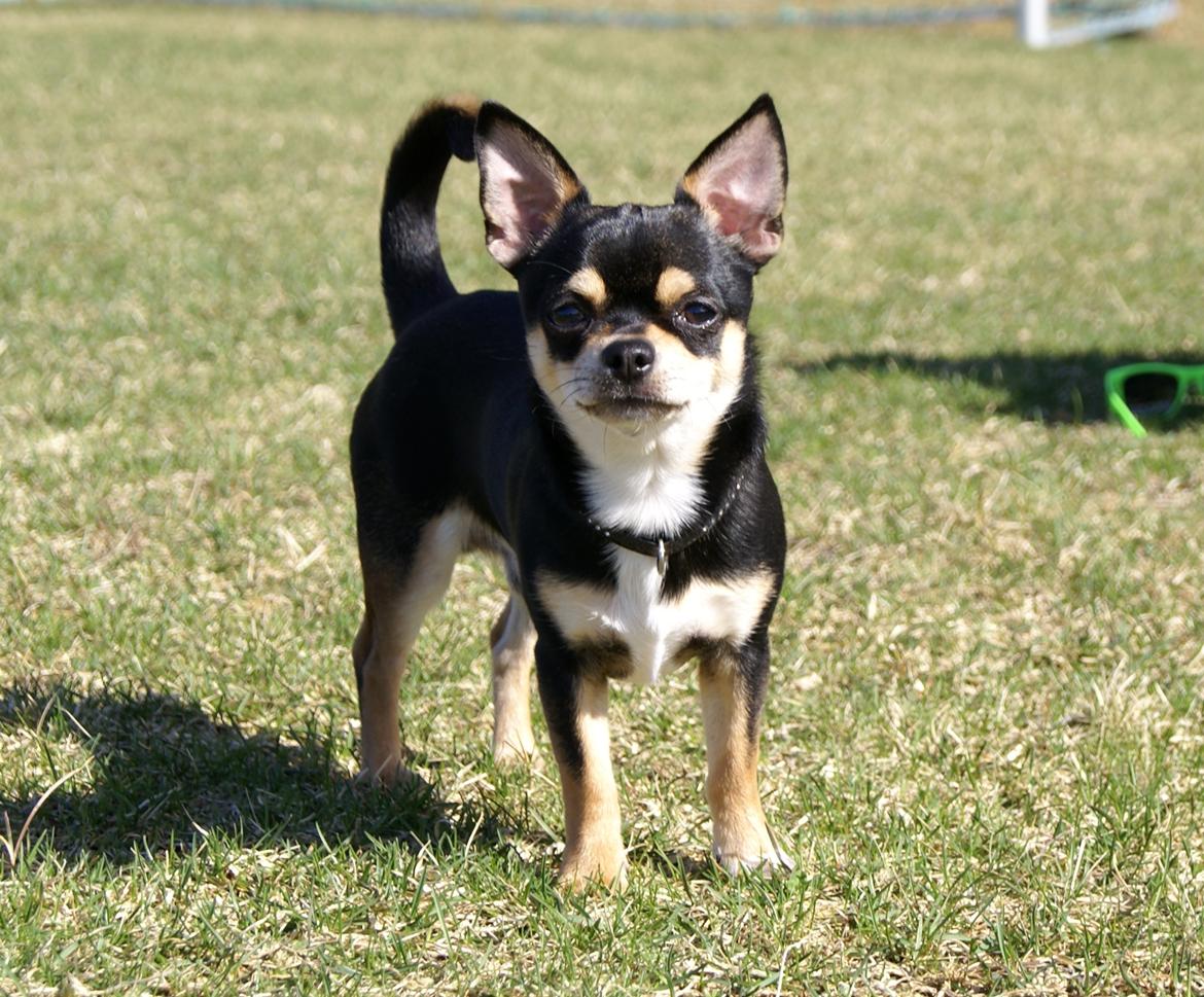 Chihuahua Yankee Pride's Bon Jovi (Per) *Stjålet* billede 6
