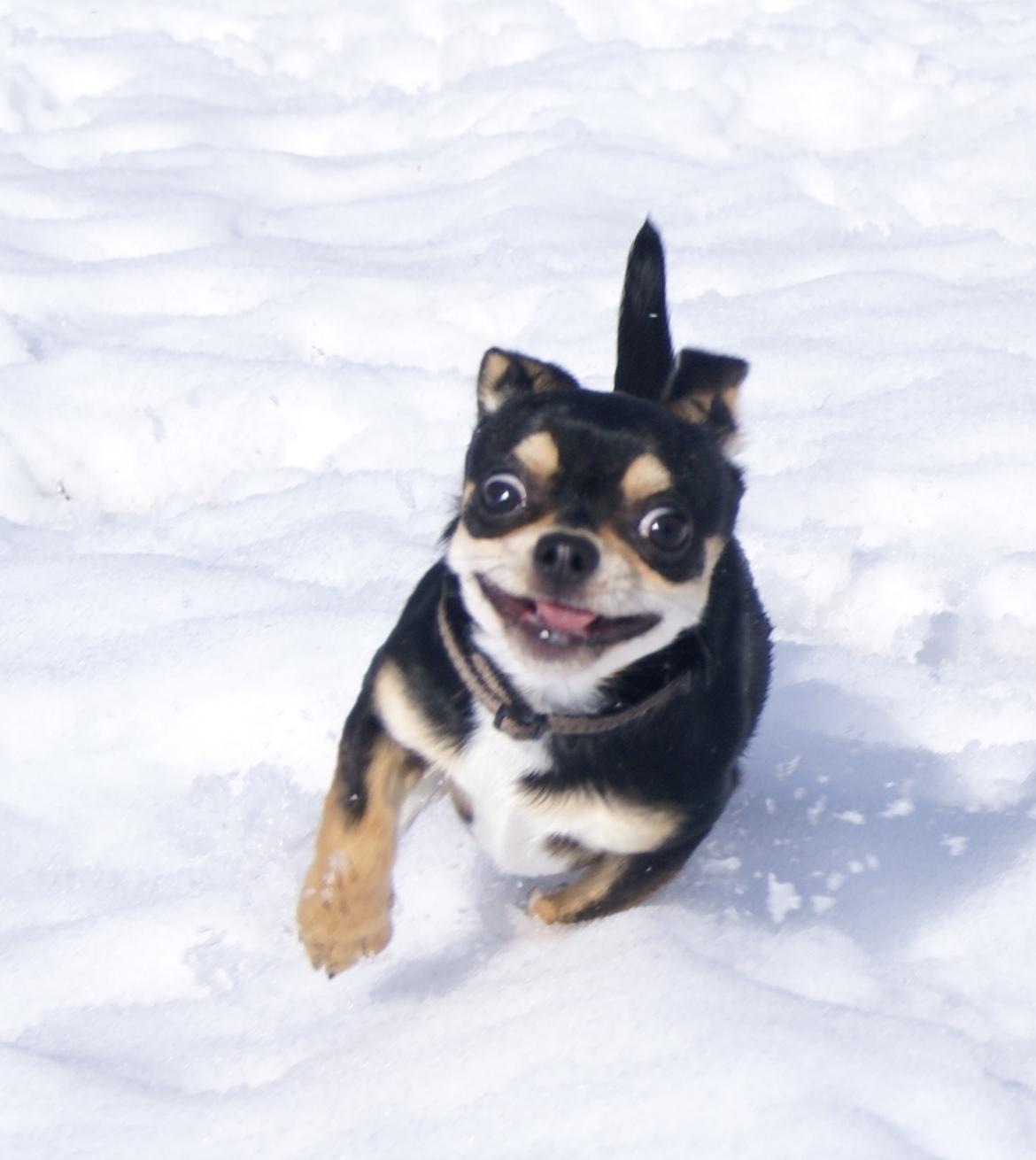 Chihuahua Yankee Pride's Bon Jovi (Per) *Stjålet* billede 13