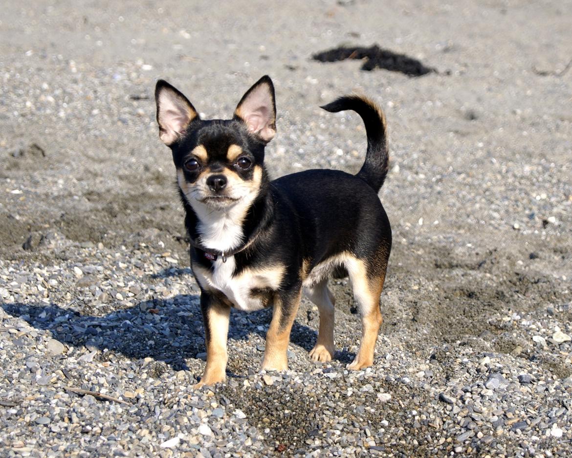 Chihuahua Yankee Pride's Bon Jovi (Per) *Stjålet* billede 14