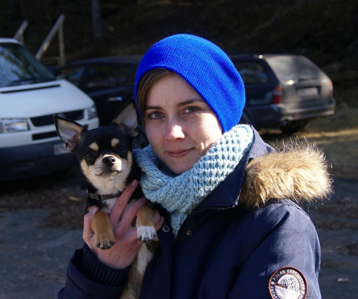 Chihuahua Yankee Pride's Bon Jovi (Per) *Stjålet* billede 15