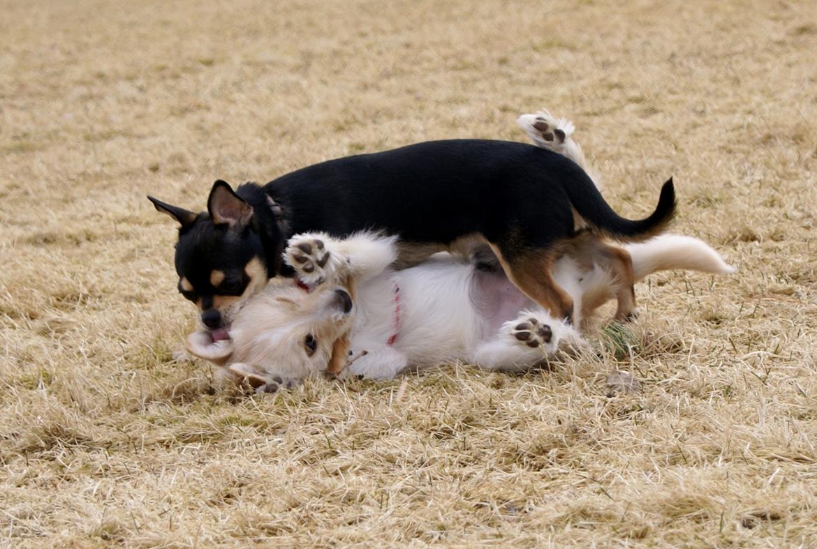 Chihuahua Yankee Pride's Bon Jovi (Per) *Stjålet* billede 16