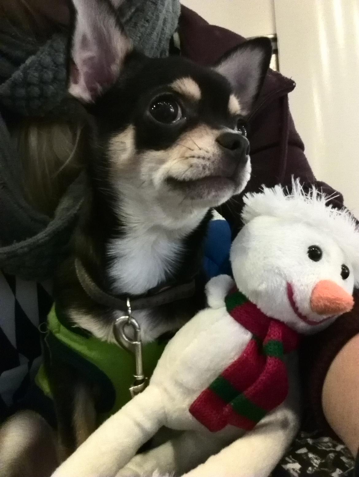 Chihuahua Yankee Pride's Bon Jovi (Per) *Stjålet* billede 17