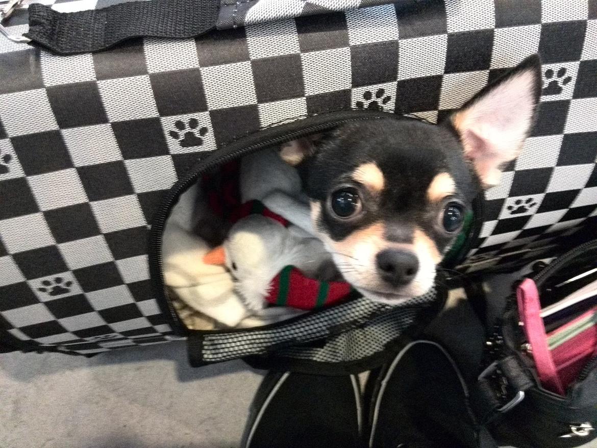 Chihuahua Yankee Pride's Bon Jovi (Per) *Stjålet* billede 18