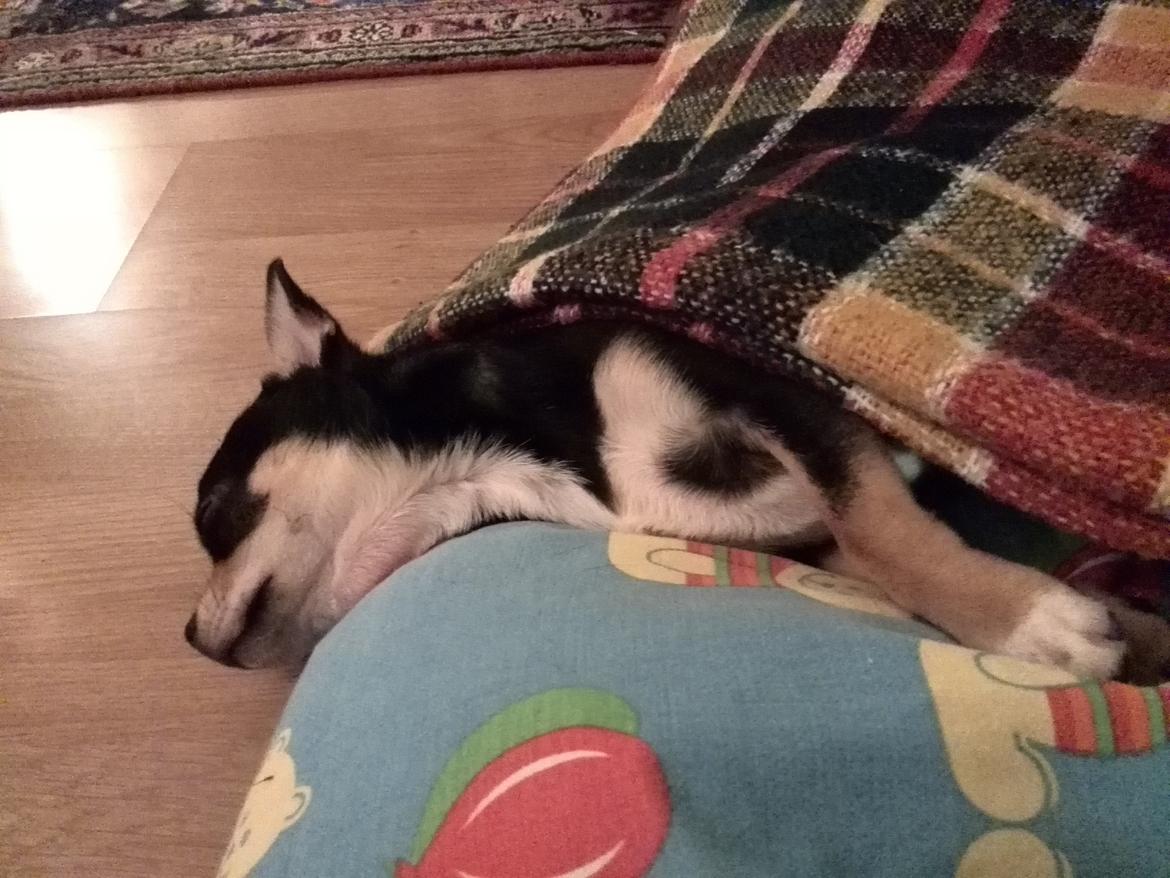 Chihuahua Yankee Pride's Bon Jovi (Per) *Stjålet* billede 19