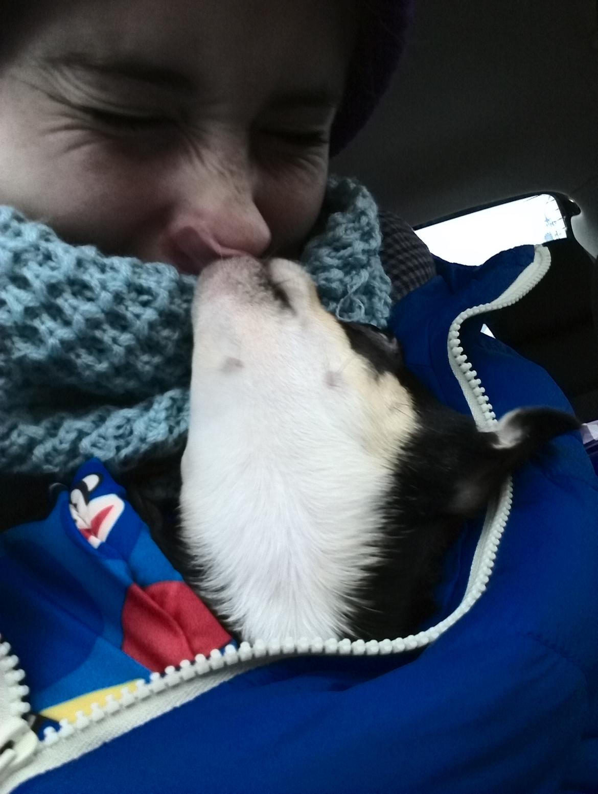 Chihuahua Yankee Pride's Bon Jovi (Per) *Stjålet* billede 21