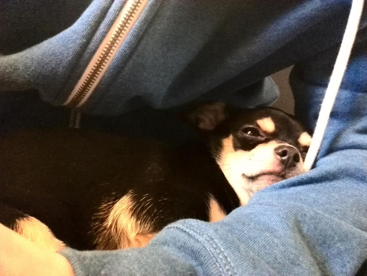 Chihuahua Yankee Pride's Bon Jovi (Per) *Stjålet* billede 22