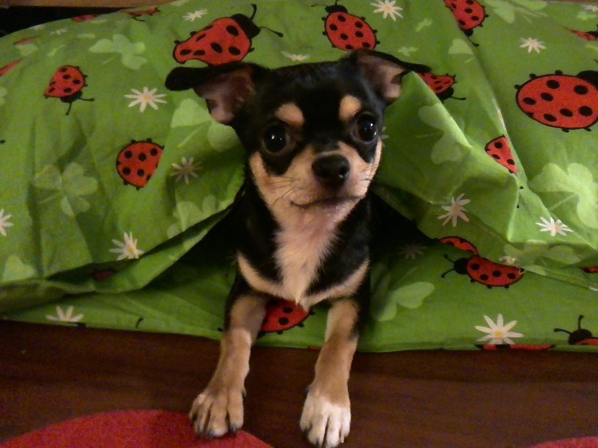 Chihuahua Yankee Pride's Bon Jovi (Per) *Stjålet* billede 23