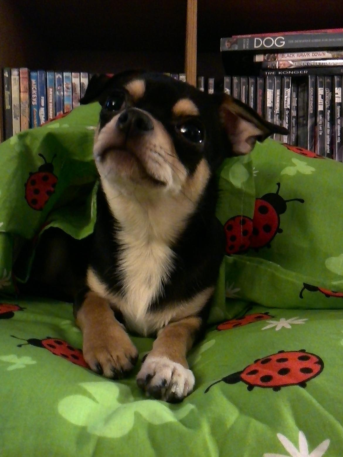 Chihuahua Yankee Pride's Bon Jovi (Per) *Stjålet* billede 24