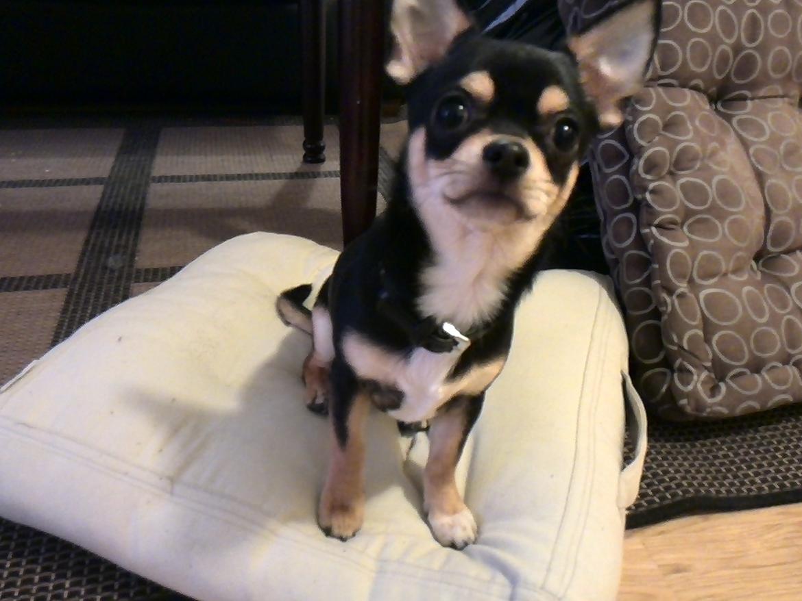 Chihuahua Yankee Pride's Bon Jovi (Per) *Stjålet* billede 25