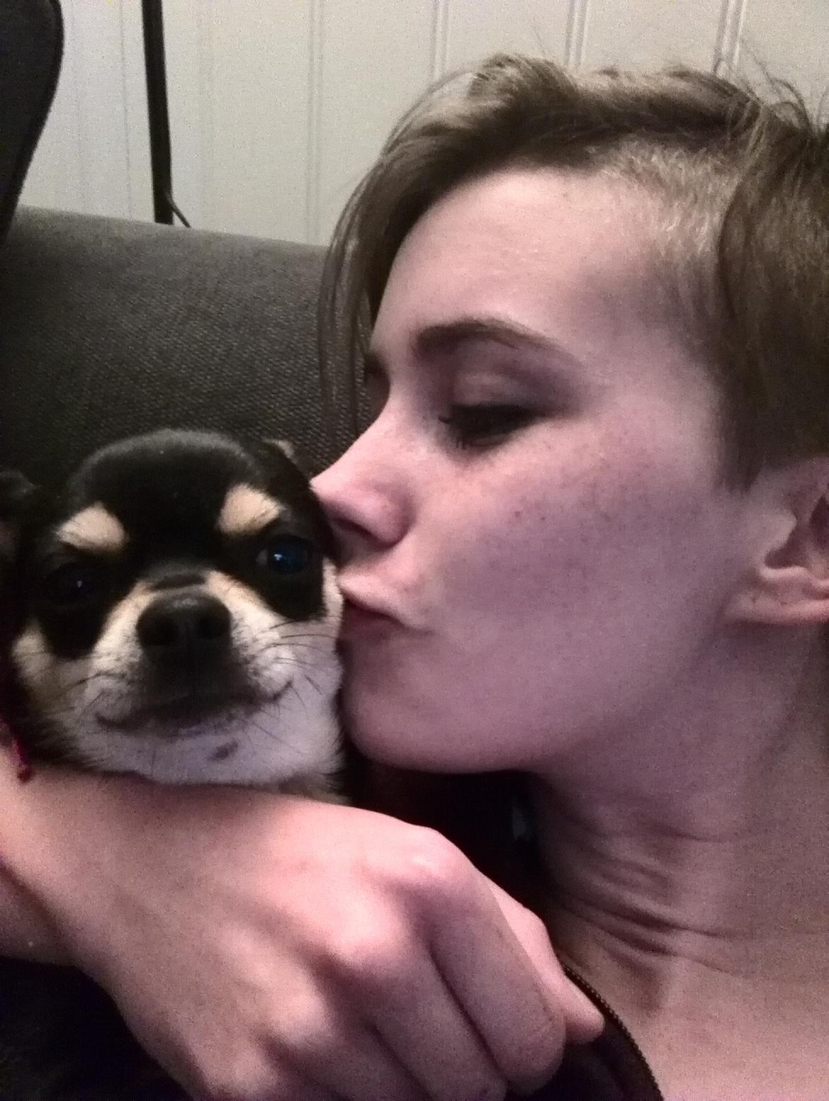 Chihuahua Yankee Pride's Bon Jovi (Per) *Stjålet* billede 26