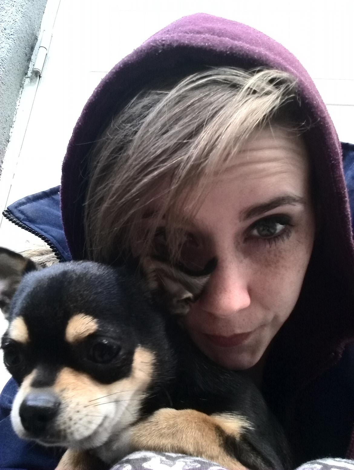 Chihuahua Yankee Pride's Bon Jovi (Per) *Stjålet* billede 27