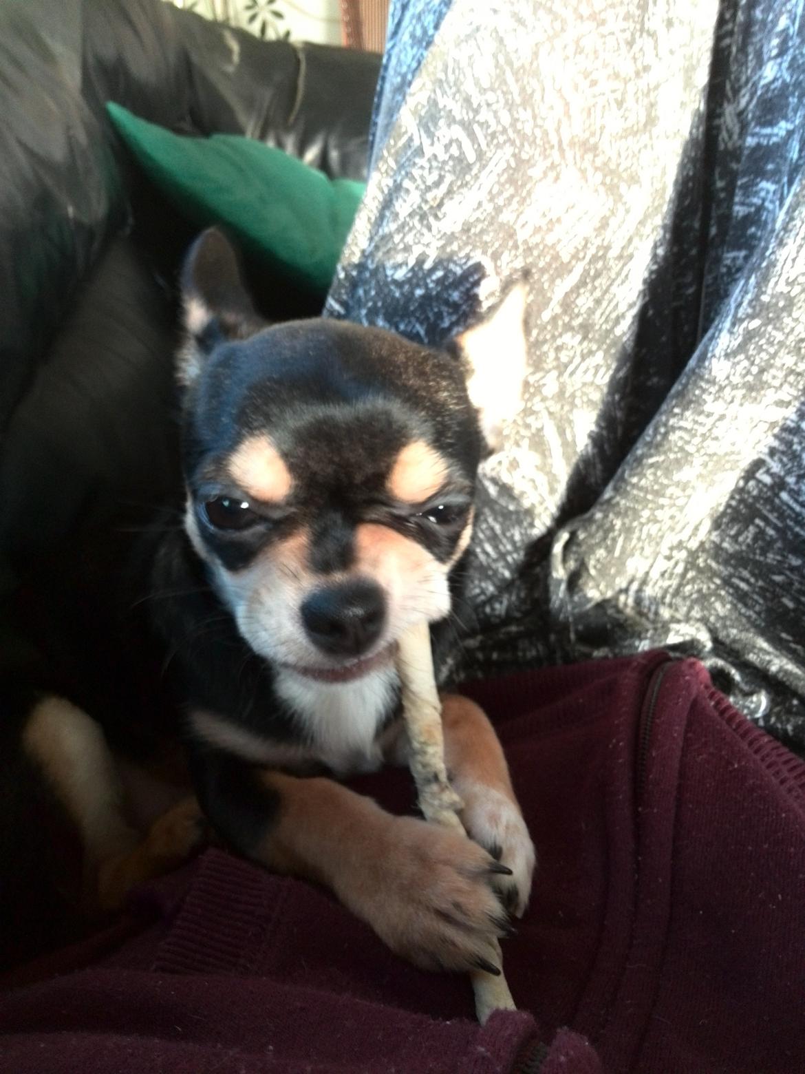 Chihuahua Yankee Pride's Bon Jovi (Per) *Stjålet* billede 20