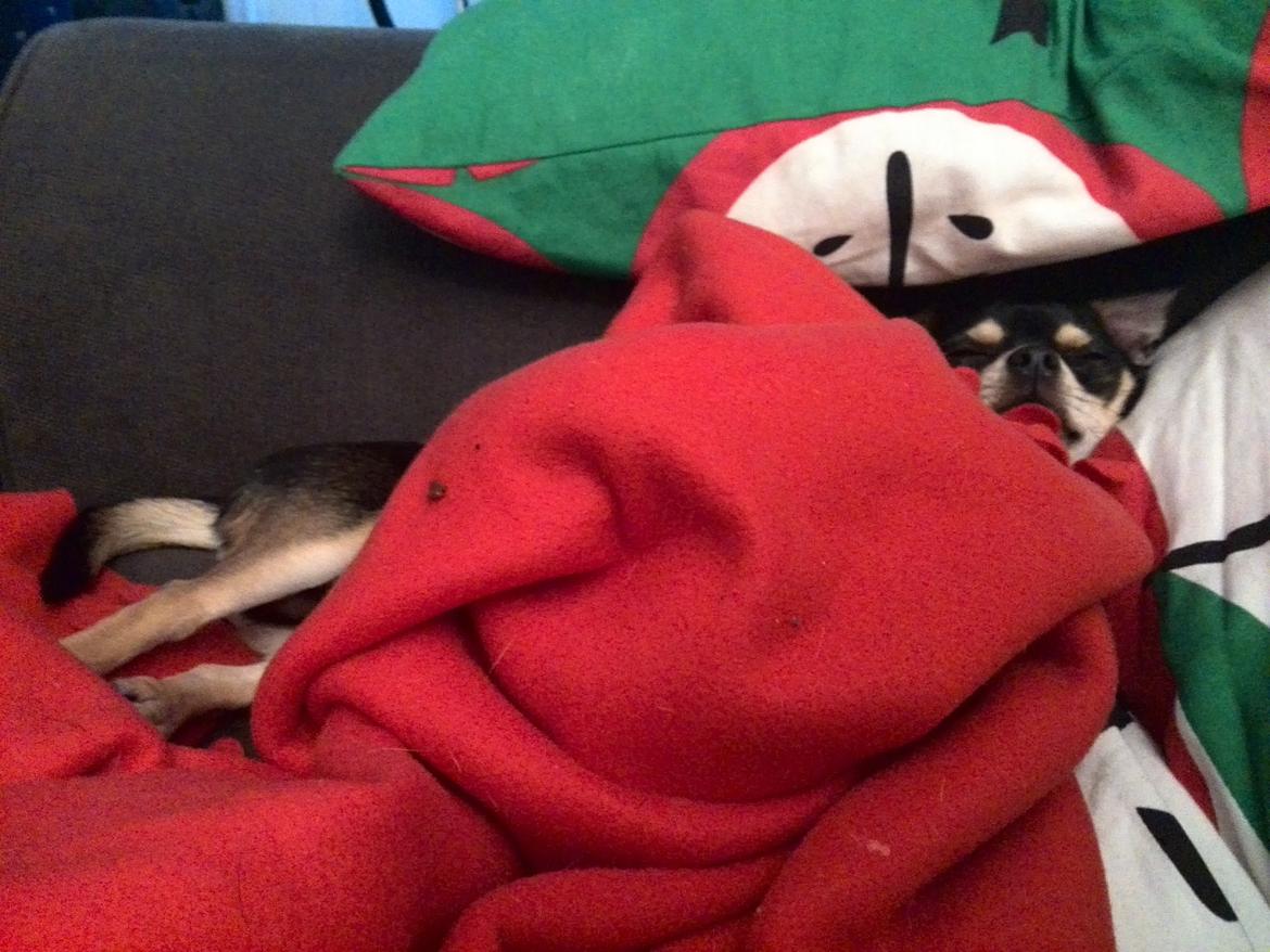 Chihuahua Yankee Pride's Bon Jovi (Per) *Stjålet* billede 29