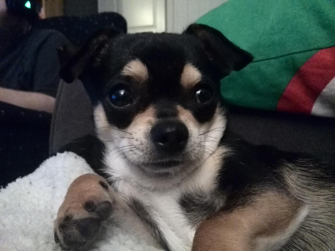 Chihuahua Yankee Pride's Bon Jovi (Per) *Stjålet* billede 28