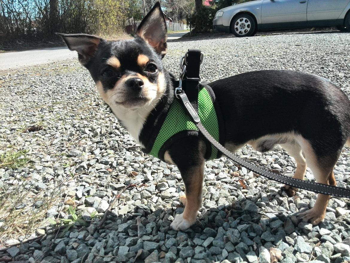 Chihuahua Yankee Pride's Bon Jovi (Per) *Stjålet* billede 31