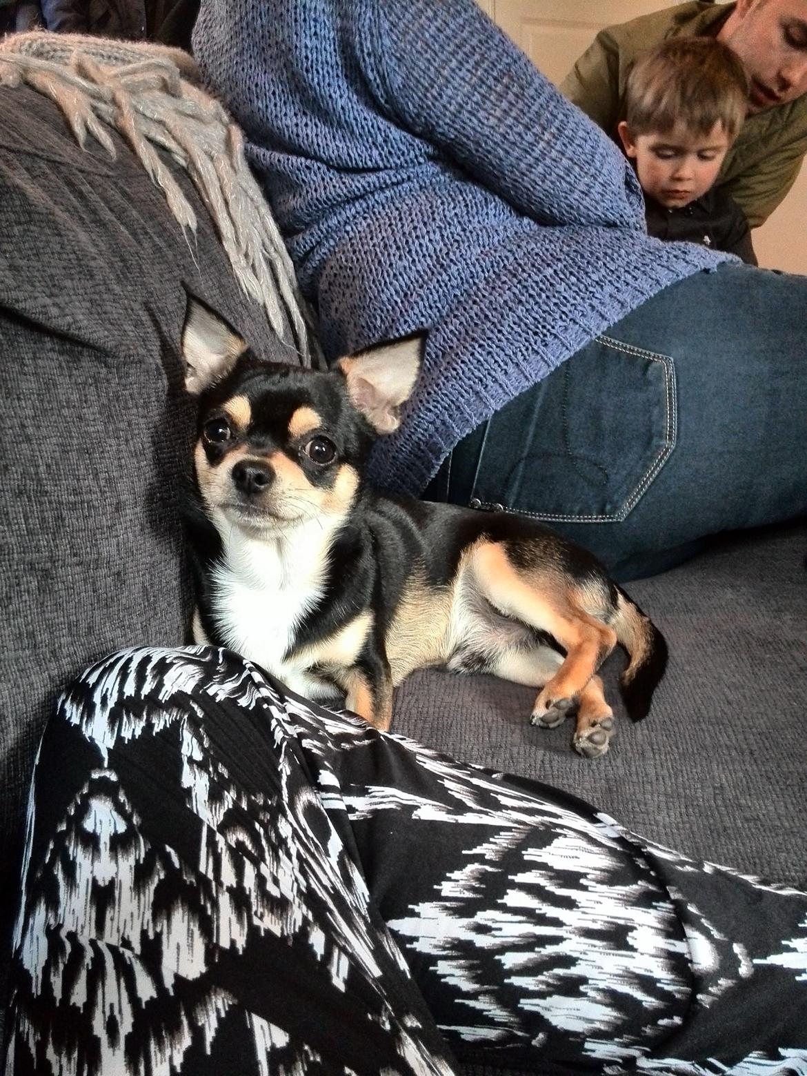 Chihuahua Yankee Pride's Bon Jovi (Per) *Stjålet* billede 30