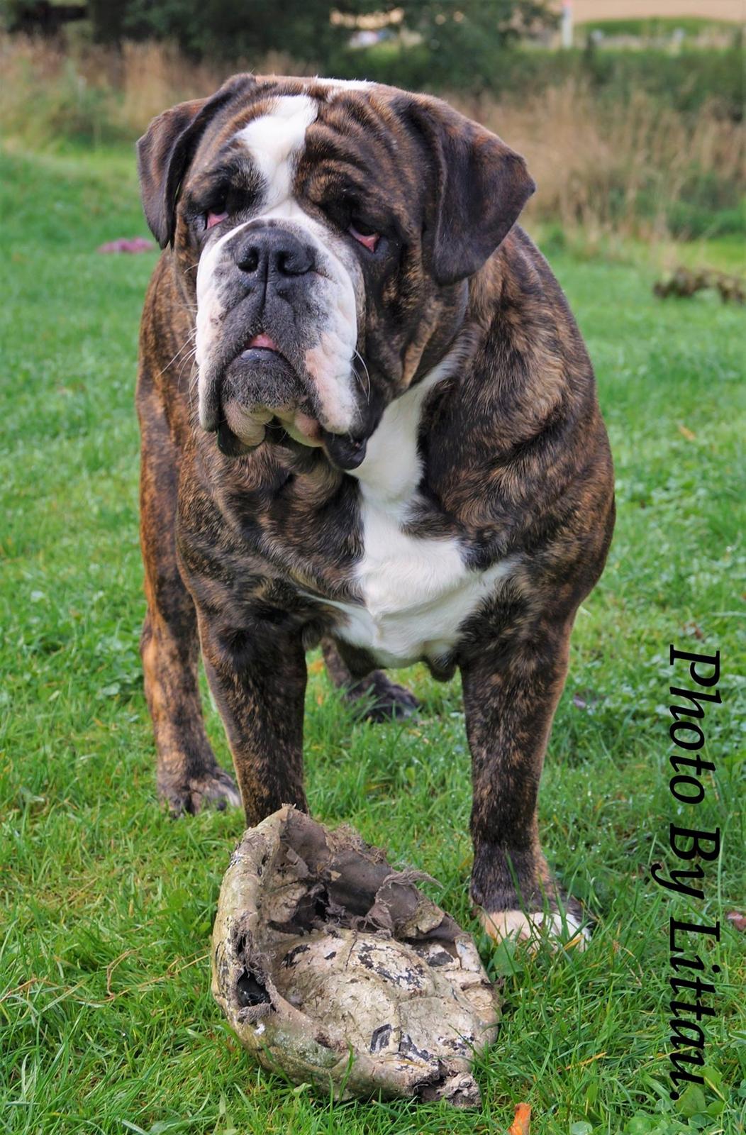 Olde victorian bulldogge Gøjsen billede 2