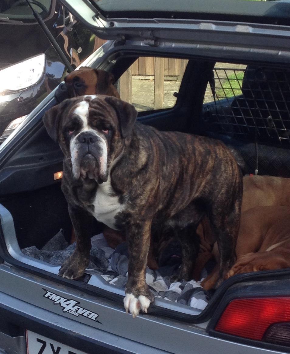 Olde victorian bulldogge Gøjsen billede 3