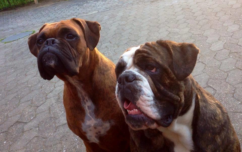 Olde victorian bulldogge Gøjsen billede 4