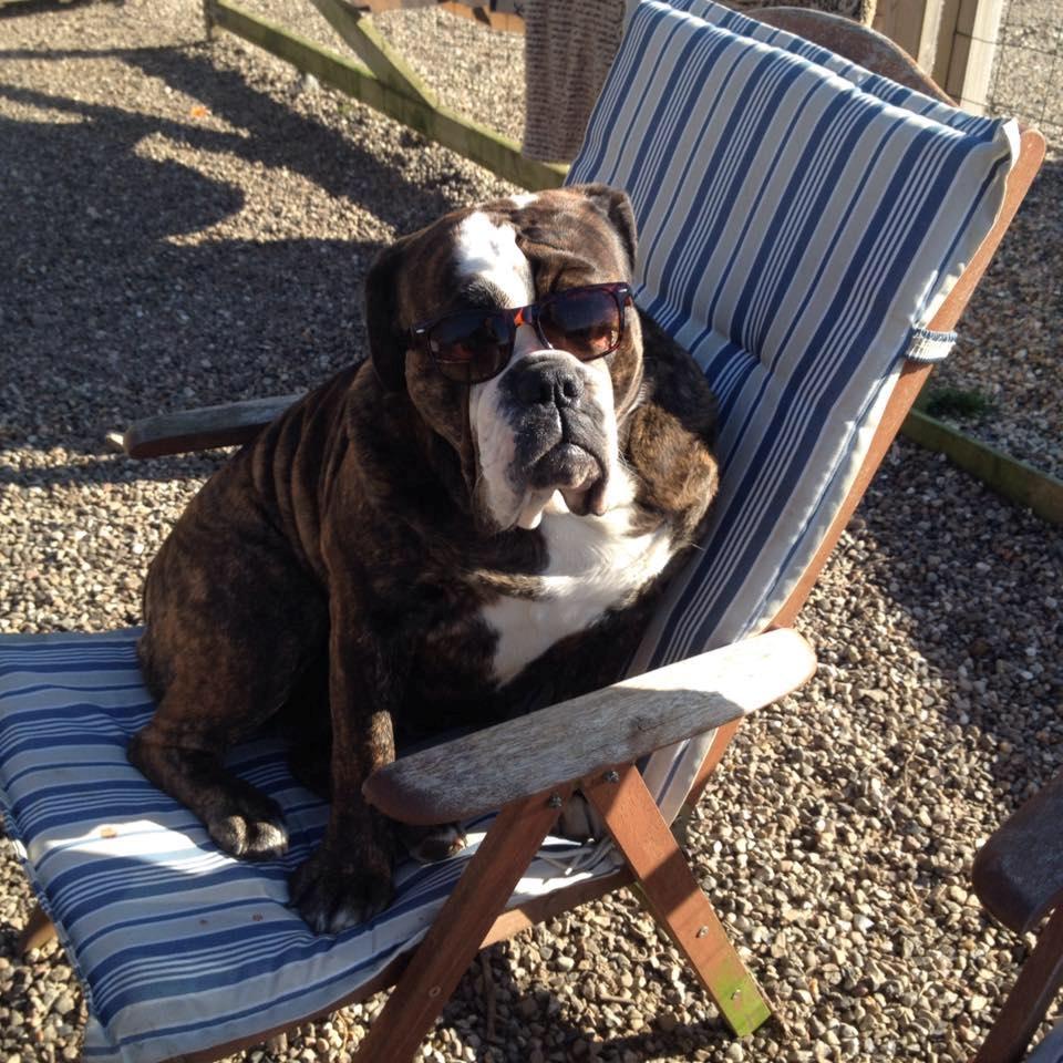 Olde victorian bulldogge Gøjsen billede 10