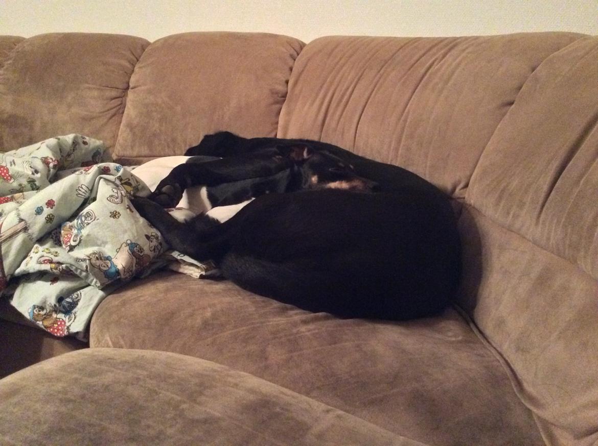 Blanding af racer Dansk/Svensk -Mynde Donna (Rafiki) billede 22