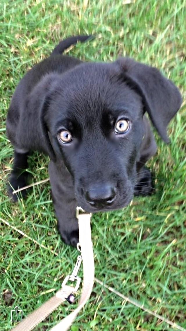Blanding af racer Cody - First day billede 1