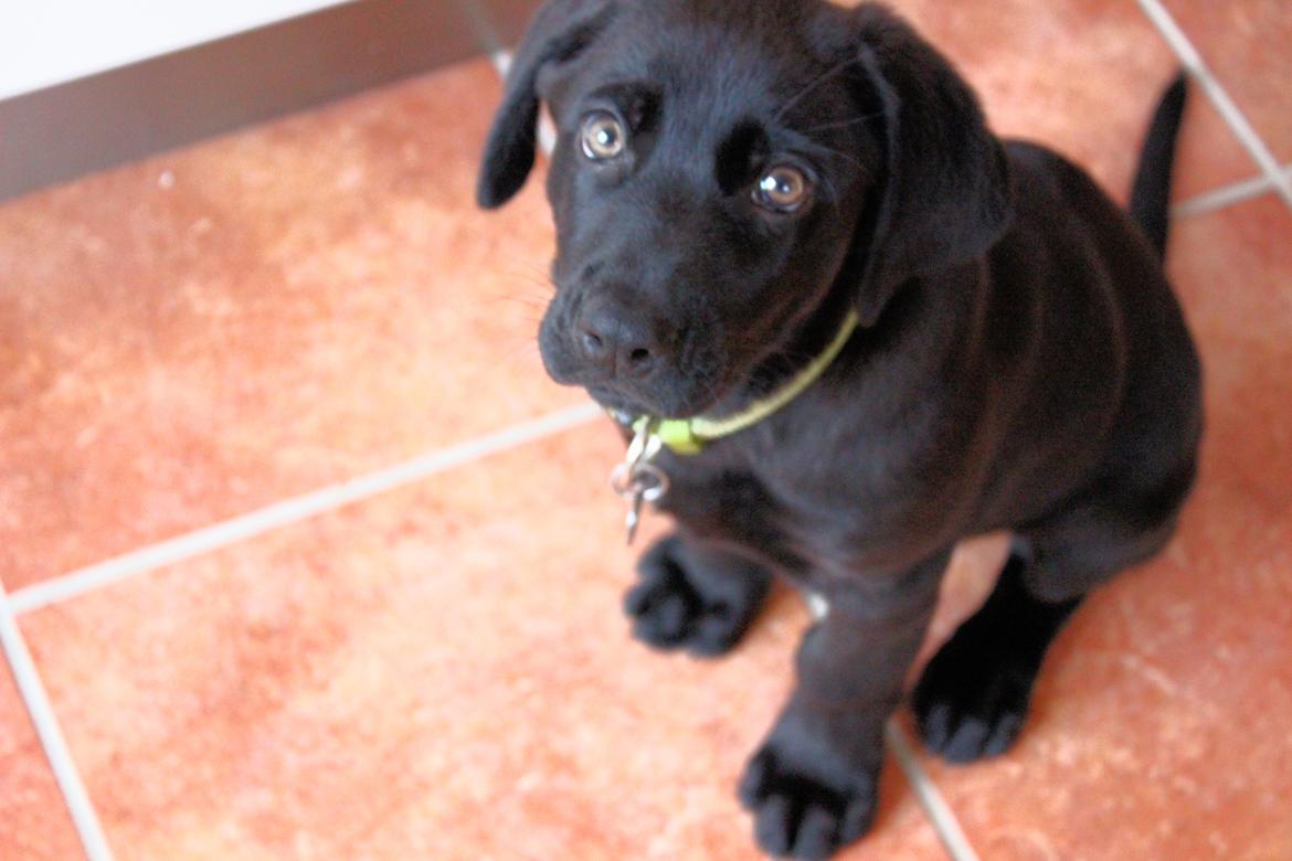 Blanding af racer Cody billede 2