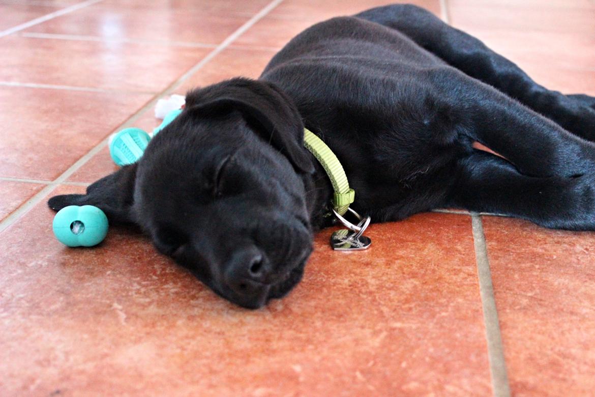 Blanding af racer Cody billede 3