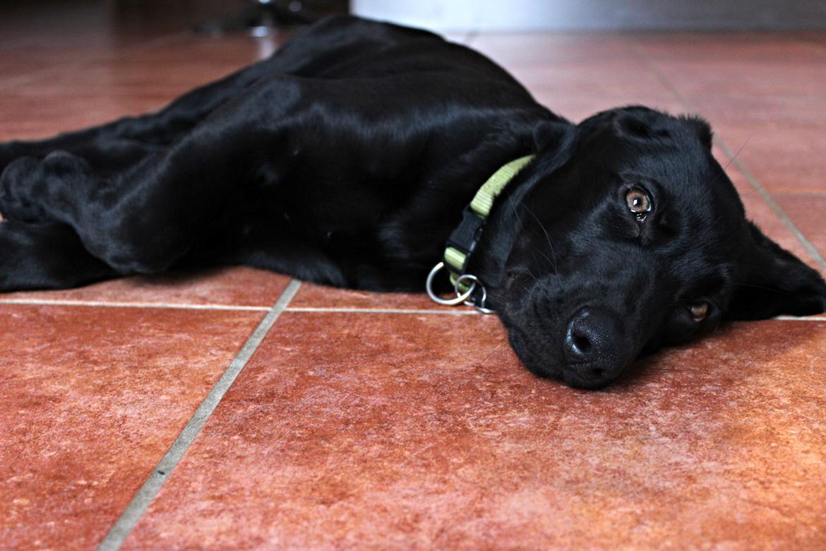 Blanding af racer Cody - 13 uger billede 4