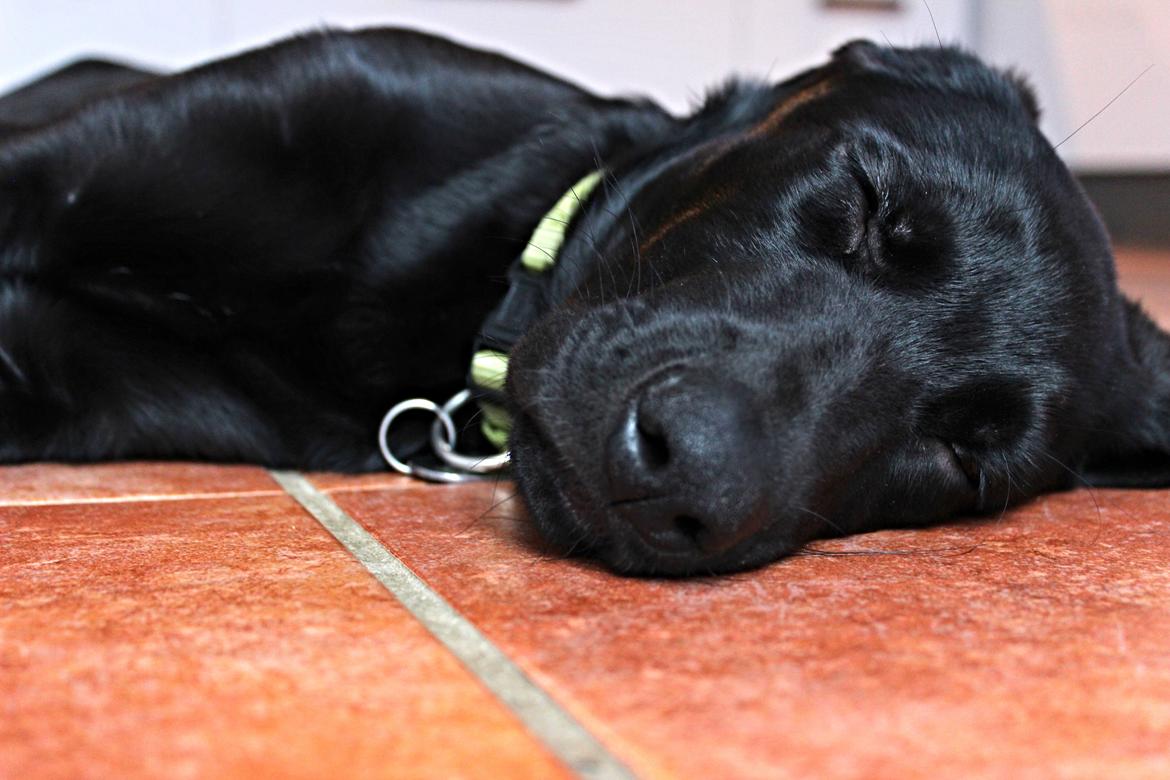 Blanding af racer Cody billede 5