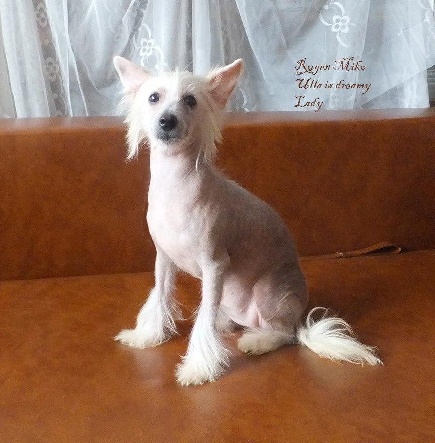 Chinese crested hårløs Rugen Miko Ulla is dreamy Lady billede 1