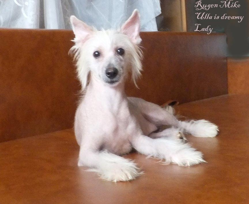 Chinese crested hårløs Rugen Miko Ulla is dreamy Lady billede 2