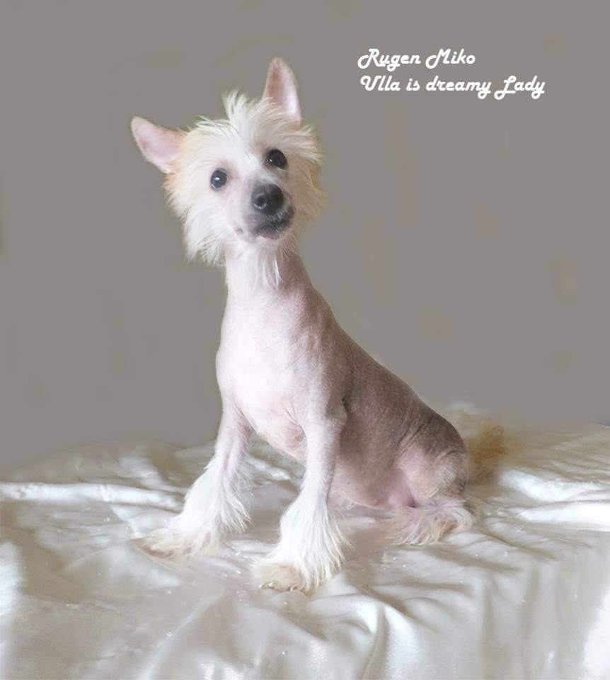 Chinese crested hårløs Rugen Miko Ulla is dreamy Lady billede 4