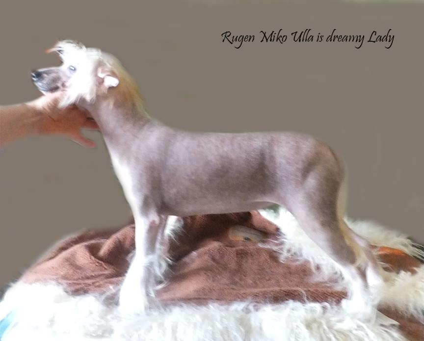 Chinese crested hårløs Rugen Miko Ulla is dreamy Lady billede 3