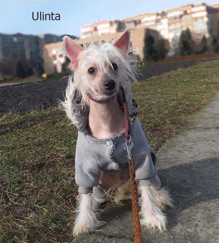 Chinese crested hårløs Rugen Miko Ulinta star of rings billede 1
