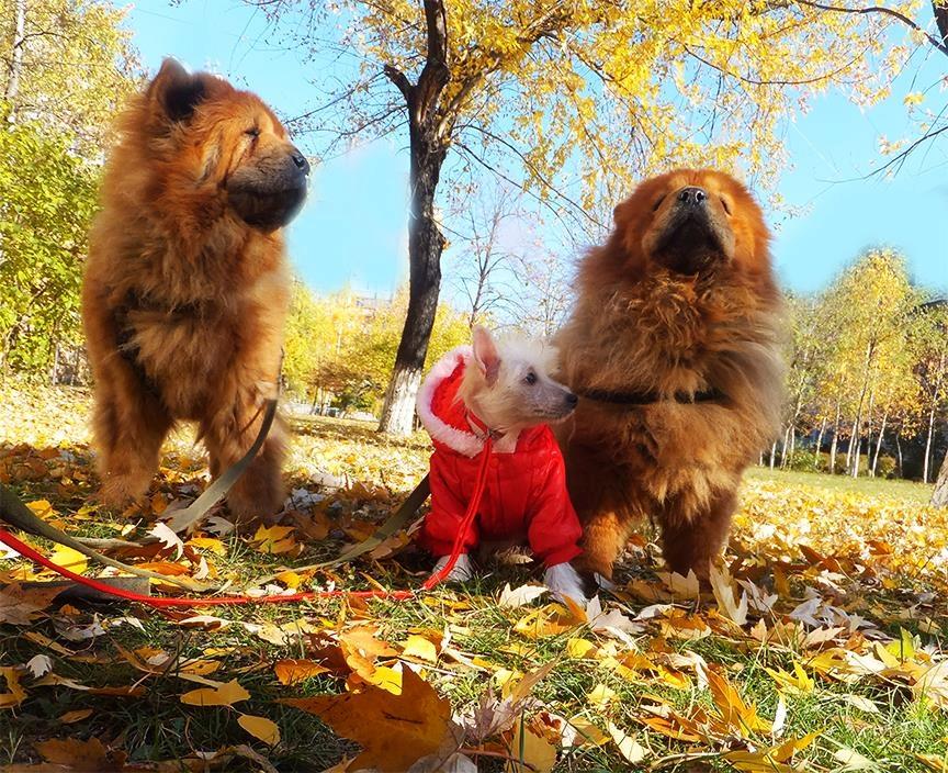 Chinese crested hårløs Rugen Miko Ulinta star of rings billede 2