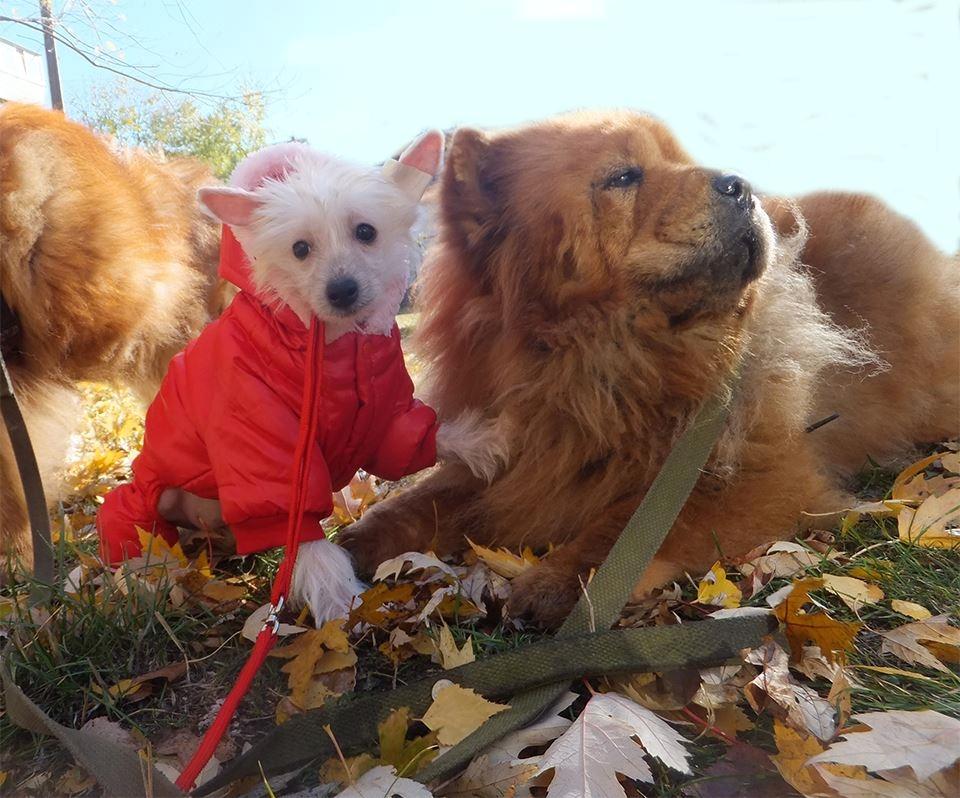 Chinese crested hårløs Rugen Miko Ulinta star of rings billede 3
