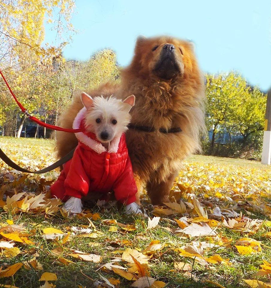Chinese crested hårløs Rugen Miko Ulinta star of rings billede 4