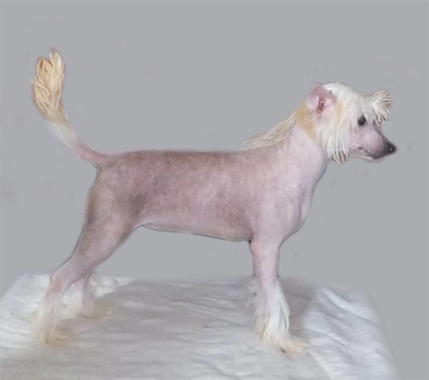 Chinese crested hårløs Rugen Miko Ulinta star of rings billede 5