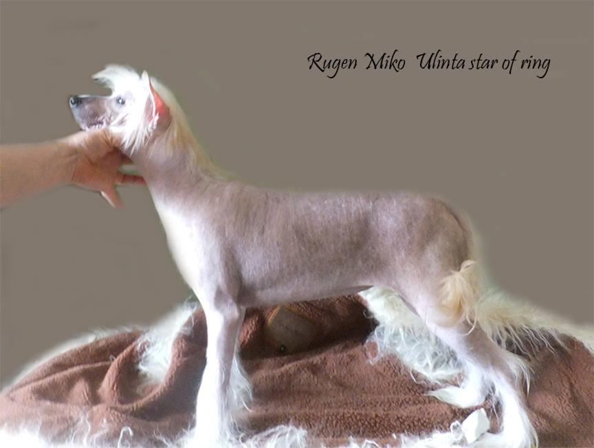 Chinese crested hårløs Rugen Miko Ulinta star of rings billede 6