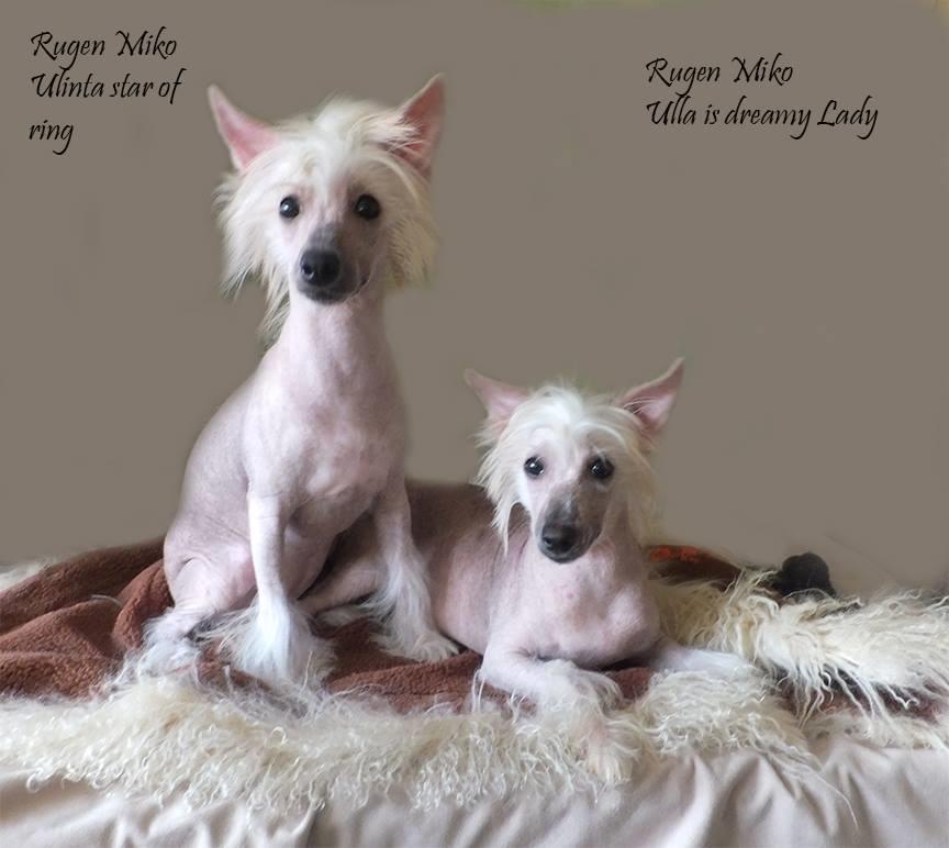 Chinese crested hårløs Rugen Miko Ulinta star of rings billede 7