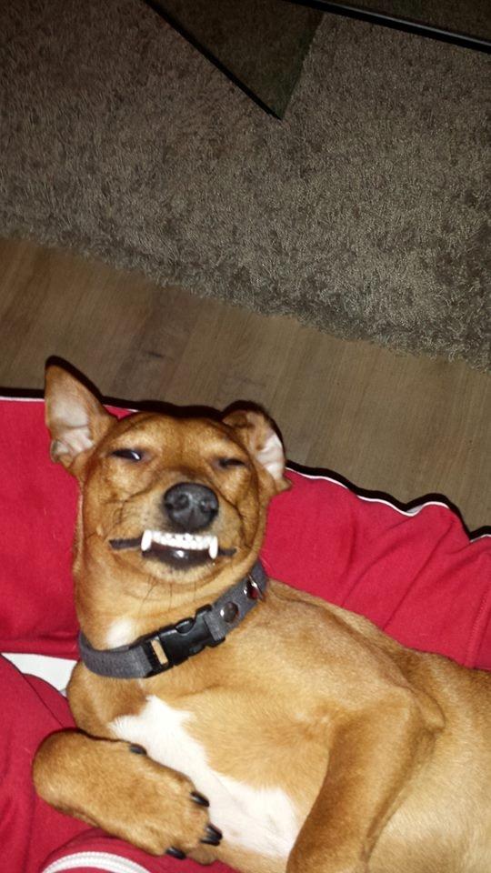 Dvaergpinscher Malle billede 15