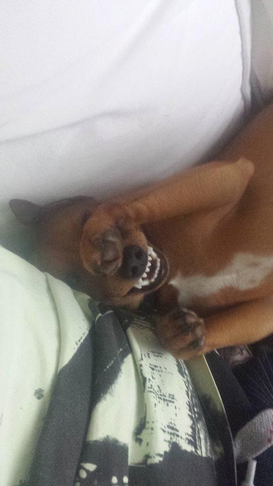 Dvaergpinscher Malle billede 5