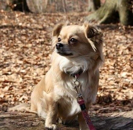 Chihuahua Angel billede 1