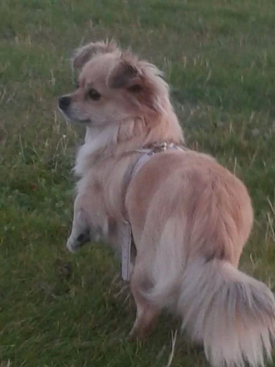 Chihuahua Angel billede 2