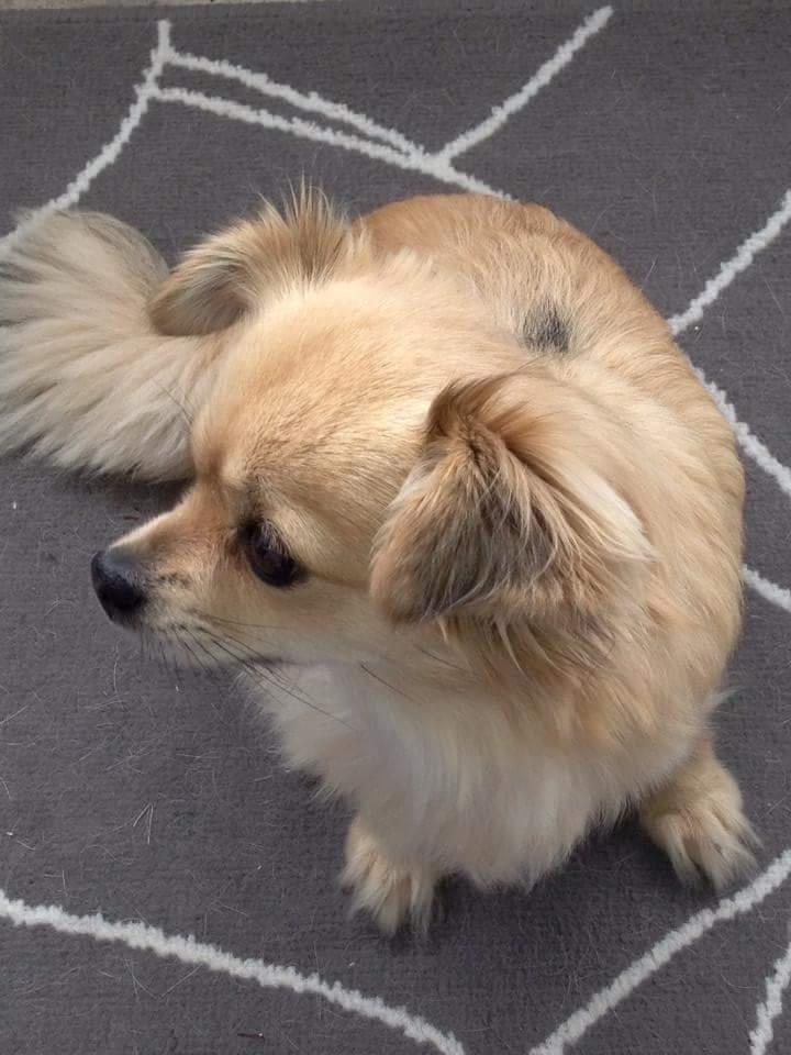 Chihuahua Angel billede 4