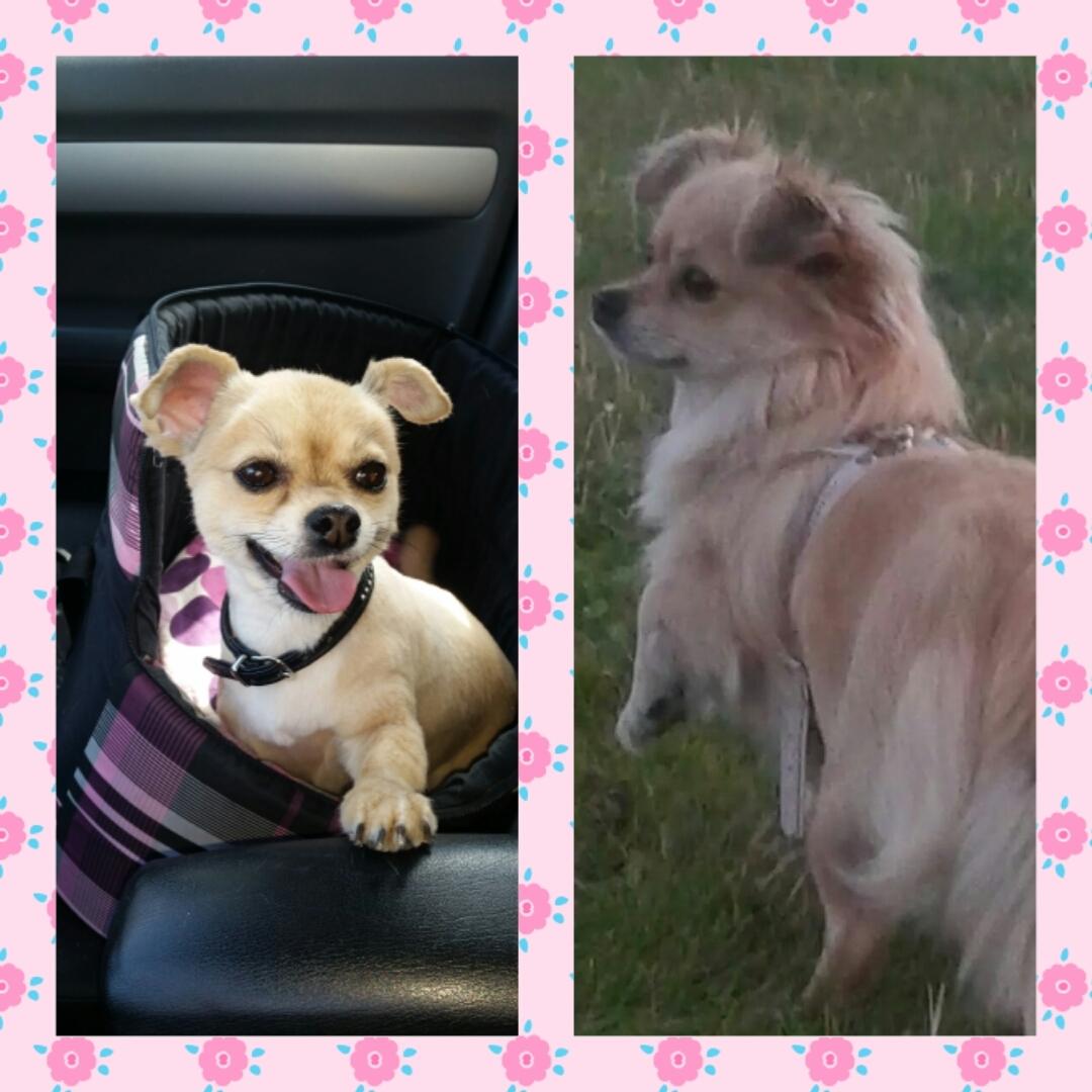 Chihuahua Angel billede 3