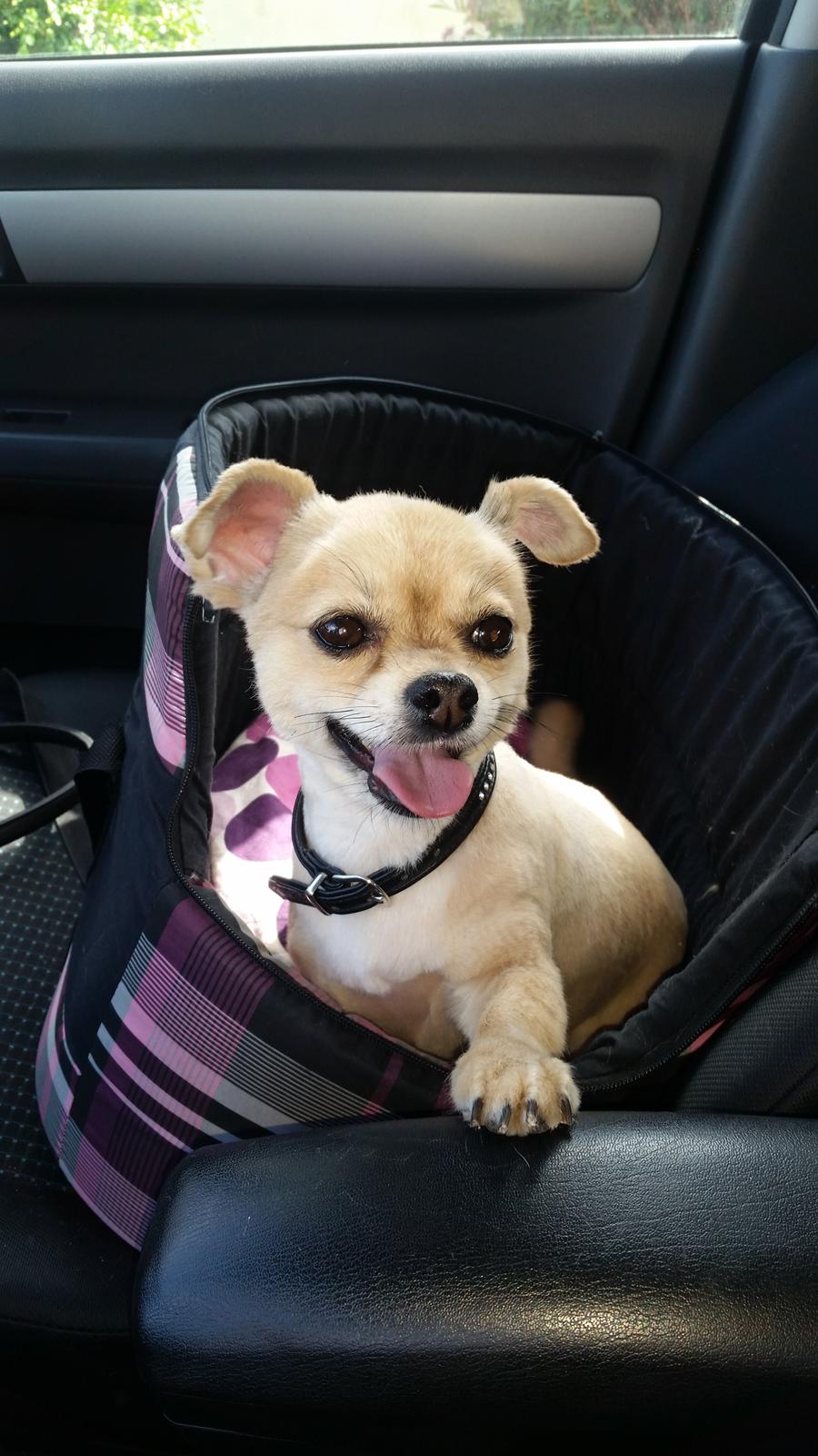 Chihuahua Angel billede 7