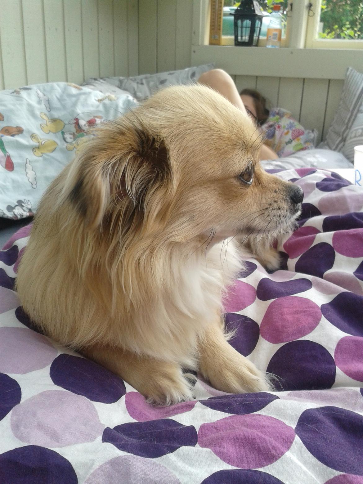 Chihuahua Angel billede 6